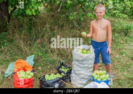 Ragazzo durante la raccolta delle mele. Nel giardino. Foto Stock