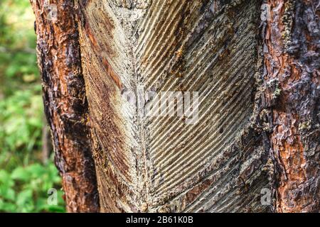 Tracce e tacche sul tronco dell'albero dopo la raccolta di resina di pino da parte degli abitanti del villaggio Foto Stock