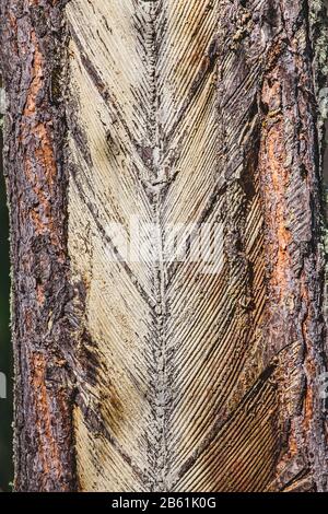 Tracce e tacche sul tronco dell'albero dopo la raccolta di resina di pino da parte degli abitanti del villaggio Foto Stock