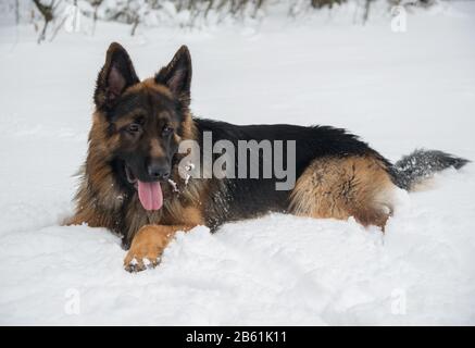 Il cane pastore tedesco ha un riposo. Animale sullo sfondo della neve. Questa è la varietà longghair del cane pastore tedesco. Foto Stock