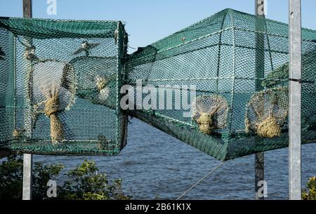 Reti per la cattura di uccelli, Vente, Lituania Foto Stock