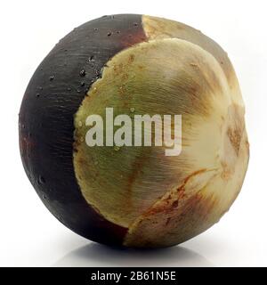 Palma di Palmyra, palma di Toddy o Frutta di palma di zucchero isolata su bianco Foto Stock