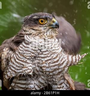 Sparrowhawk eurasiatico - Accipiter nisus, bel rapace forma foreste e boschi eurosiani, Hortobagy, Ungheria. Foto Stock