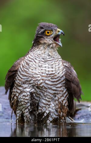 Sparrowhawk eurasiatico - Accipiter nisus, bel rapace forma foreste e boschi eurosiani, Hortobagy, Ungheria. Foto Stock