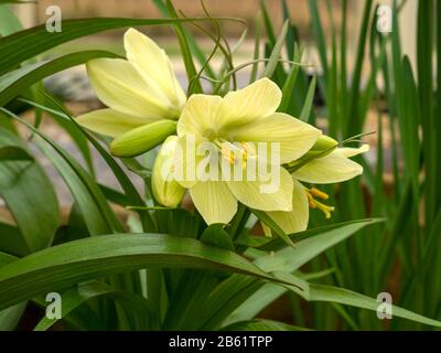 Bellissimi fiori gialli e foglie verdi di Fritillaria raddeana o corona nana imperiale Foto Stock