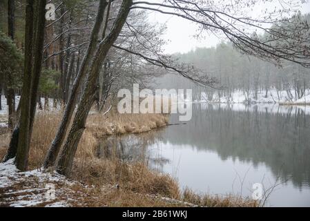 Il fiume innevato e gli alberi circondano il lago forestale. Diversi alberi si sono appoggiati su acque tranquille. Foto Stock