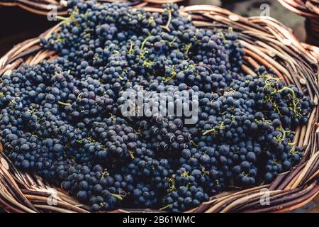 Grappoli di uva Tinta Negra Mole sul cesto di vimini a Estreito de Camara de Lobos su Madeira. Portogallo Foto Stock