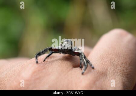 Un ragno jumping java maschio striscia a portata di mano. Foto Stock