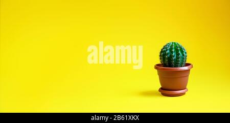 Piccolo Cactus Decorativo In Pot Su Sfondo Giallo. Pianta Della Casa. Concetto Di Minimalismo. Banner. Copia Spazio Per Il Testo Foto Stock