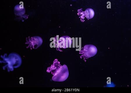 Molti meduse cannonball nell'acqua scura. Stomolophus meleagris. Foto Stock