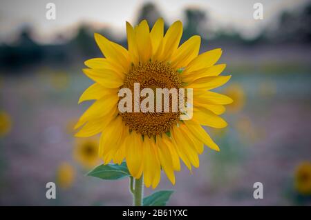 particolare di un girasole giallo isolato aperto in un tramonto su uno sfondo non focalizzato Foto Stock