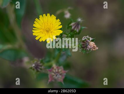 Primo piano di groundsel comune (Senecio vulgaris) in fiore, Peterborough, Cambridgeshire, Inghilterra Foto Stock