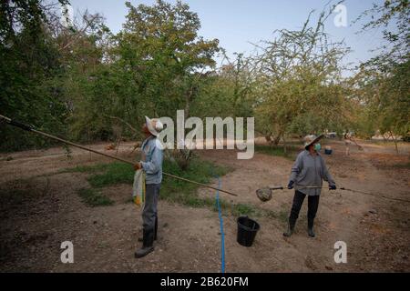 1 marzo 2020, Ratchaburi, Thailandia: Agricoltori raccogliere pithecellobium dulce frutti in Ratchaburi.. La raccolta del Pithecellobium dulce anche noto come Madras Thorn è da dicembre a marzo. (Credit Image: © Vachira Kalong/SOPA Images via ZUMA Wire) Foto Stock