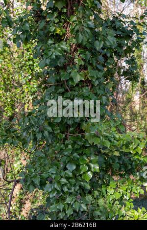 Inglese Ivy hedera Helix che copre alberi morti e decadenti in bosco inglese vicino a South Ferriby nel North Lincolnshire. Foto Stock