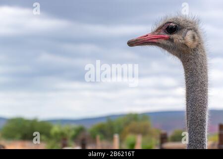 Primo piano di struzzo testa e collo - Garden Route, Oudtshoorn, Western Cape Province, Sud Africa Foto Stock