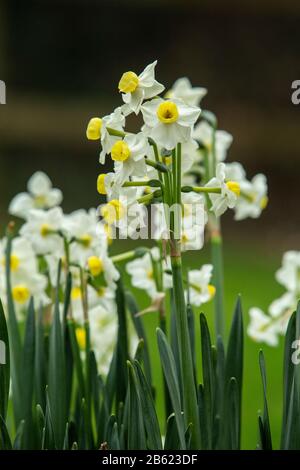 Daffodil-Narcissus tazetta var. Chinensis, in fiore in un giardino del Devon, marzo 2020 Foto Stock