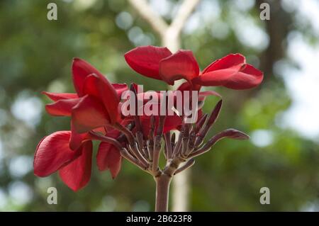 Red bel fiore Foto Stock