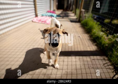 Cani piccoli in un rifugio per cani Foto Stock