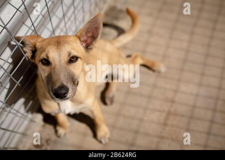 Piccolo cane in un rifugio per cani Foto Stock