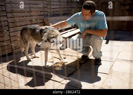 Alimentazione volontaria di un cane in ricovero di cane Foto Stock