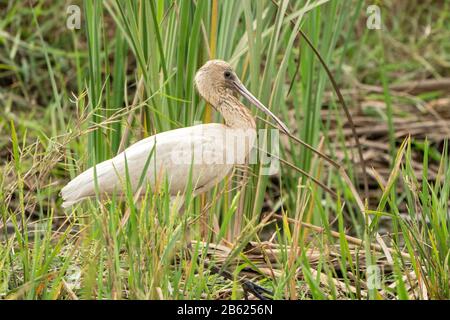 Il bottale africano, Platalea alba, adulto in piedi nella vegetazione, Gambia Foto Stock