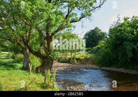 Il Fiume Sid Vicino A Sidford, East Devon, South West England, In Estate Foto Stock