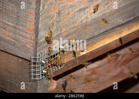 primo piano di api volanti vicino all'alveare con polline sulle gambe, macro di api con sacco di polline giallo Foto Stock