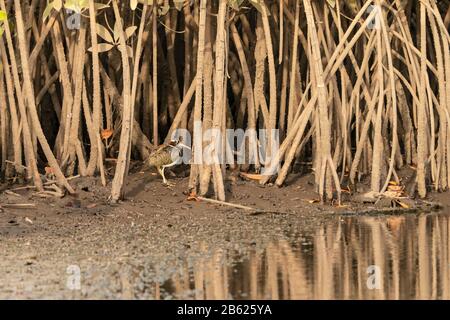 Maggiore cesoia dipinta, Rostratula benghalensis, adulto in piedi tra le radici di mangrovie, sul fango, Gambia Foto Stock