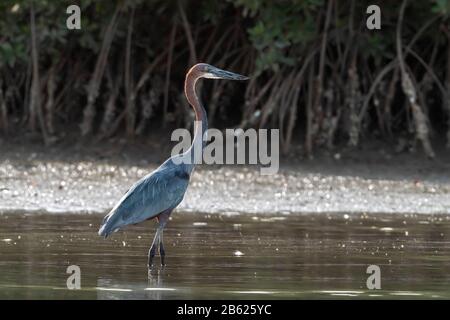 Goliath Heron, Ardea goliath, adulto che cammina in acque poco profonde, Gambia Foto Stock