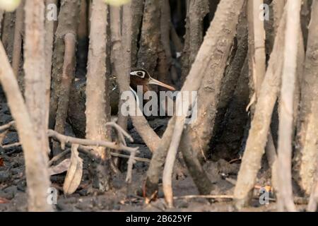 Maggiore cesoia dipinta, Rostratula benghalensis, adulto in piedi tra le radici di mangrovie, sul fango, Gambia Foto Stock