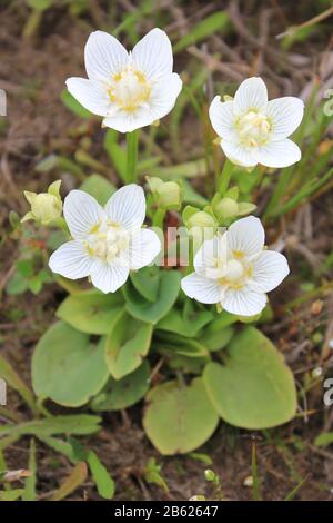 Erba-di-Parnaso Parnassia palustris Foto Stock