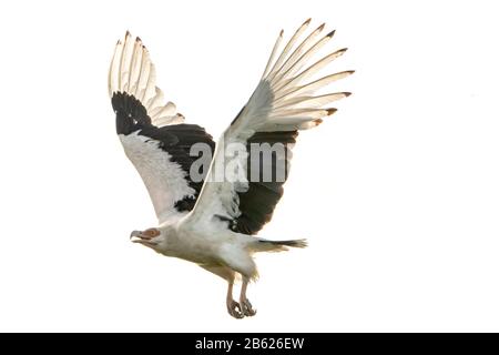 Avvoltoio di noce di palma, Gypohierax angolensis, adulto in volo, Gambia Foto Stock