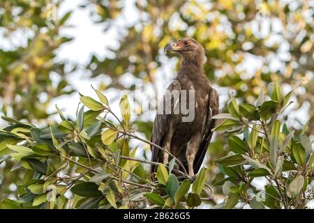 Avvoltoio di palma-noce, Gypohierax angolensis, uccello giovane appollaiato nell'albero, Gambia Foto Stock