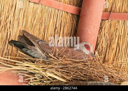 Piccione puntellato, faraone Columba, adulto seduto sul nido in costruzione artificiale, Gambia Foto Stock