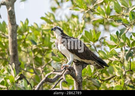 Western Osprey, Pridion haliaetus, adulto arroccato in albero sull'acqua, Gambia Foto Stock