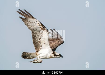 Osprey occidentale, Pridion haliaetus, adulto che vola con pesce in taloni, Gambia Foto Stock