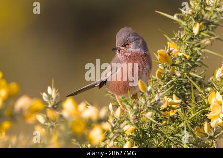 Dartford Warbler, Sylvia Undata, Controllo Di Rivals Locali Su Un Bush Gorse In Posa Di Minaccia Con Cresta Sollevata Sulla Sua Testa. Preso a Holton Lee, Regno Unito Foto Stock