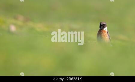 Maschio Stonechat, Saxicola serrata, in piedi la caccia verticale per il cibo su un campo di erba con diffuso primo piano e sfondo. Preso a Stanpit Marsh Regno Unito Foto Stock