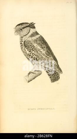 Scops Atricapilla - Screech Owl dal volume XIII (Aves) Parte 2, di 'Zoologia Generale o Storia Naturale Sistematica' dal naturalista britannico George Shaw (1751-1813). Griffith, signora, incisore. Heath, Charles, 1785-1848, incisore. Stephens, James Francis, 1792-1853 Pubblicato a Londra nel 1825 da G. Kearsley Foto Stock