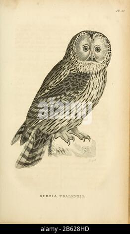 Ural owl (Strix uralensis Syn Surnia uralensis) è un gufo notturno piuttosto grande. È un membro della vera famiglia di uccelli, Strigidae. Dal volume XIII (Aves) Parte 2, di 'Zoologia generale o Storia Naturale Sistematica' dal naturalista britannico George Shaw (1751-1813). Griffith, signora, incisore. Heath, Charles, 1785-1848, incisore. Stephens, James Francis, 1792-1853 Pubblicato a Londra nel 1825 da G. Kearsley Foto Stock