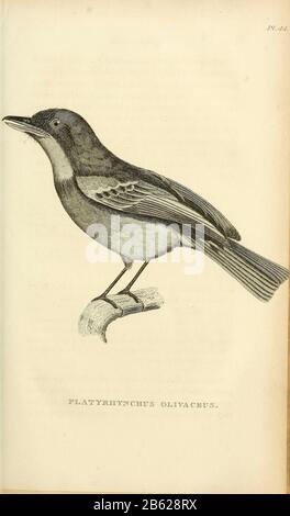 Platyrhynchus olivaceus dal volume XIII (Aves) Parte 2, di 'Zoologia Generale o Storia Naturale Sistematica' dal naturalista britannico George Shaw (1751-1813). Griffith, signora, incisore. Heath, Charles, 1785-1848, incisore. Stephens, James Francis, 1792-1853 Pubblicato a Londra nel 1825 da G. Kearsley Foto Stock