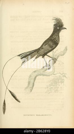 Drongo Bird (Dicrurus Malabaricus), dal volume XIII (Aves), Parte 2, di "Zoologia generale o Storia Naturale Sistematica" del naturalista britannico George Shaw (1751-1813). Griffith, signora, incisore. Heath, Charles, 1785-1848, incisore. Stephens, James Francis, 1792-1853 Pubblicato a Londra nel 1825 da G. Kearsley Foto Stock