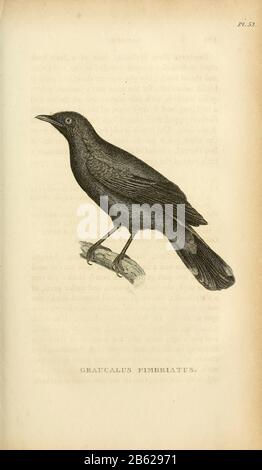 Graucalus fimbriatus dal volume XIII (Aves) Parte 2, di 'Zoologia Generale o Storia Naturale Sistematica' dal naturalista britannico George Shaw (1751-1813). Griffith, signora, incisore. Heath, Charles, 1785-1848, incisore. Stephens, James Francis, 1792-1853 Pubblicato a Londra nel 1825 da G. Kearsley Foto Stock