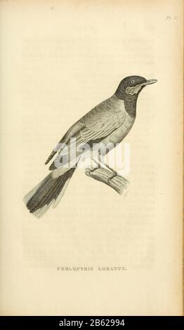 Ceplepiris lobatus dal volume XIII (Aves) Parte 2, di 'Zoologia Generale o Storia Naturale Sistematica' dal naturalista britannico George Shaw (1751-1813). Griffith, signora, incisore. Heath, Charles, 1785-1848, incisore. Stephens, James Francis, 1792-1853 Pubblicato a Londra nel 1825 da G. Kearsley Foto Stock