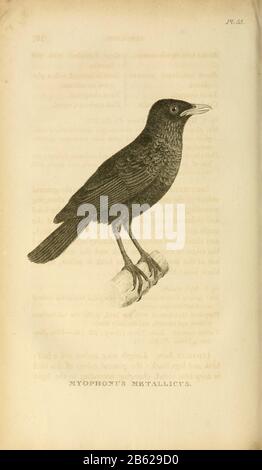 Whistling Thrush (Myophonus Metallicus) dal volume XIII (Aves) Parte 2, di 'Zoologia generale o Storia Naturale Sistematica' dal naturalista britannico George Shaw (1751-1813). Griffith, signora, incisore. Heath, Charles, 1785-1848, incisore. Stephens, James Francis, 1792-1853 Pubblicato a Londra nel 1825 da G. Kearsley Foto Stock