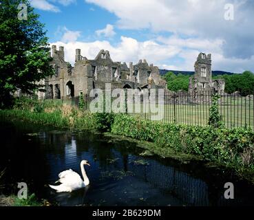 Swan sul Tennant Canal con l'Abbazia di Neath in background, Neath, Galles del Sud. Foto Stock