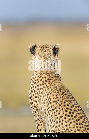 Cheetah (Acinonyx jubatus) sdraiato sulla savana, visto da dietro, parco nazionale Serengeti, Tanzania. Foto Stock