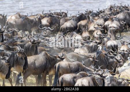 Blue hotel, brindled gnu (Connocaetes taurinus) mandria che entra nel fiume Mara per attraversare durante la grande migrazione, Serengeti parco nazionale, Tanza Foto Stock