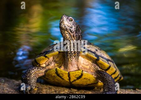 Bella closeup di una tartaruga gialla con cursore cumberland, specie tropicale rettile dall'America Foto Stock