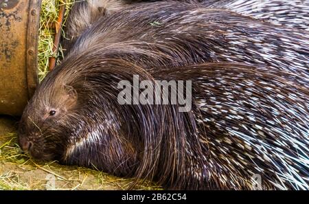 La faccia di un porcupine crested indiano in closeup, specie animale tropicale popolare dall'Asia Foto Stock